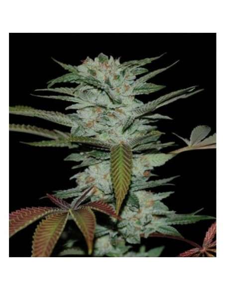 RESERVA PRIVADA - Sour Kush - 1