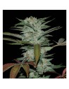 RESERVA PRIVADA - Sour Kush - 1