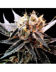 RESERVA PRIVADA - Sour Tangie - 1