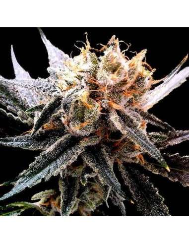 RESERVA PRIVADA - Sour Tangie - 1