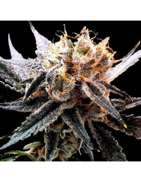 RESERVA PRIVADA - Sour Tangie - 1