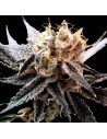 RESERVA PRIVADA - Sour Tangie - 1
