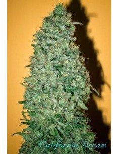 MANDALA SEEDS - California Dream - 1