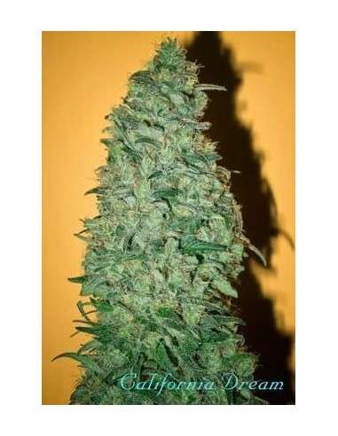 MANDALA SEEDS - California Dream - 1