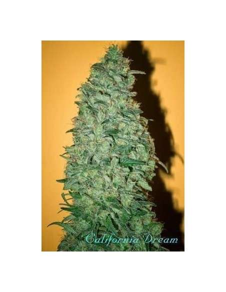 MANDALA SEEDS - California Dream - 1