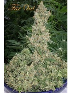 MANDALA SEEDS - Far Out - 1