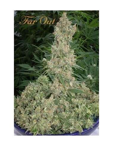 MANDALA SEEDS - Far Out - 1