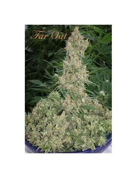 MANDALA SEEDS - Far Out - 1