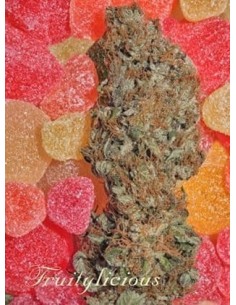MANDALA SEEDS - Fruitylicious - 1
