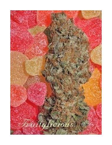 MANDALA SEEDS - Fruitylicious - 1