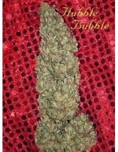 MANDALA SEEDS - Hubble Bubble - 1