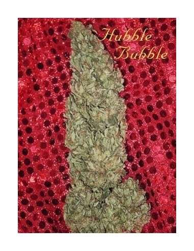 MANDALA SEEDS - Hubble Bubble - 1