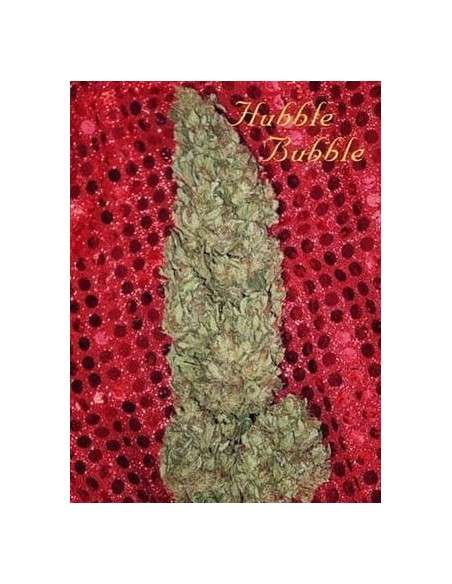 MANDALA SEEDS - Hubble Bubble - 1