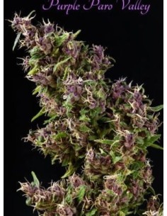 MANDALA SEEDS - Purple Paro Valley - 1