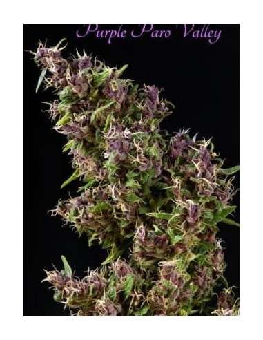 MANDALA SEEDS - Purple Paro Valley - 1
