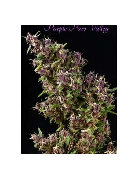 MANDALA SEEDS - Purple Paro Valley - 1