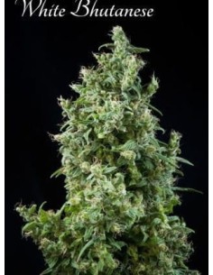 MANDALA SEEDS - White Bhutanese - 1