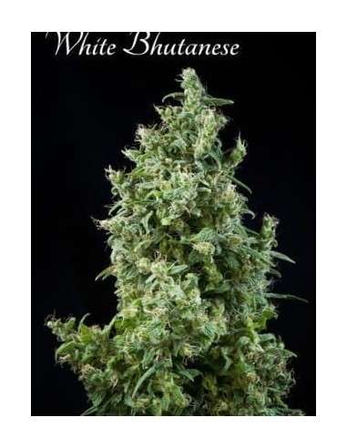 MANDALA SEEDS - White Bhutanese - 1