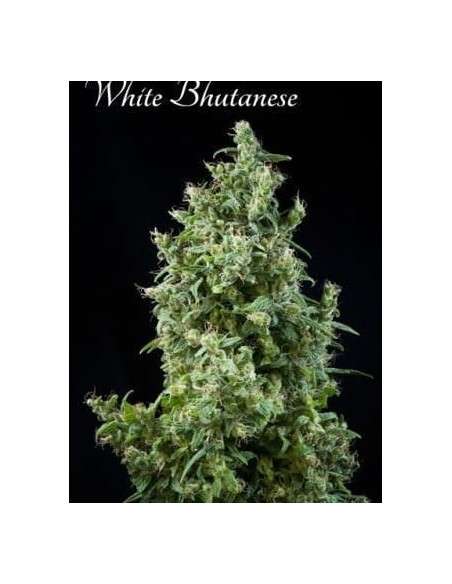 MANDALA SEEDS - White Bhutanese - 1
