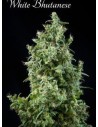 MANDALA SEEDS - White Bhutanese - 1