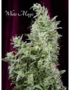 MANDALA SEEDS - White Magic - 1