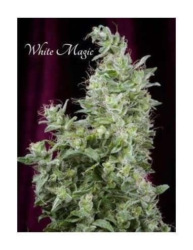 MANDALA SEEDS - White Magic - 1