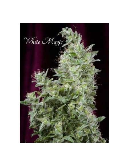 MANDALA SEEDS - White Magic - 1