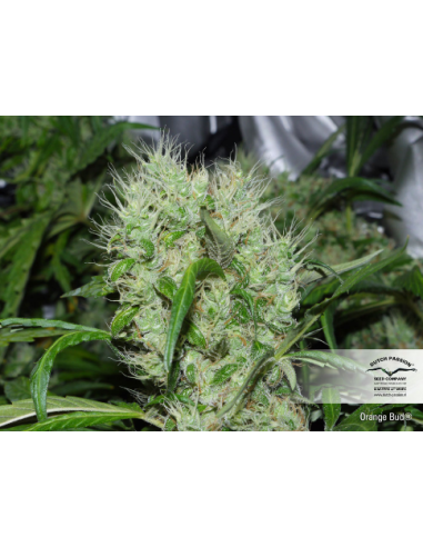 DUTCH PASSION - Orange Bud - 6