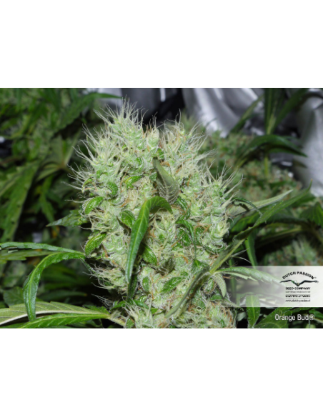 DUTCH PASSION - Orange Bud - 6