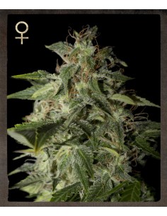 STRAIN HUNTERS - Afgooey - 1