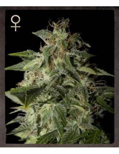 STRAIN HUNTERS - Afgooey - 1