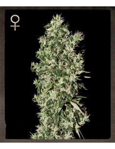 STRAIN HUNTERS - Big Tooth - 1