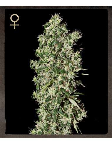 STRAIN HUNTERS - Big Tooth - 1