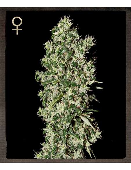 STRAIN HUNTERS - Big Tooth - 1