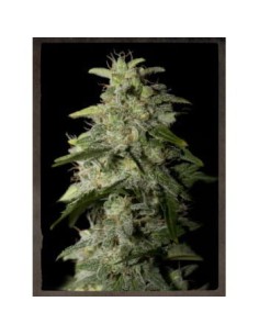 STRAIN HUNTERS - Money Maker - 1
