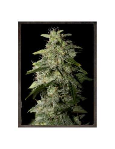 STRAIN HUNTERS - Money Maker - 1