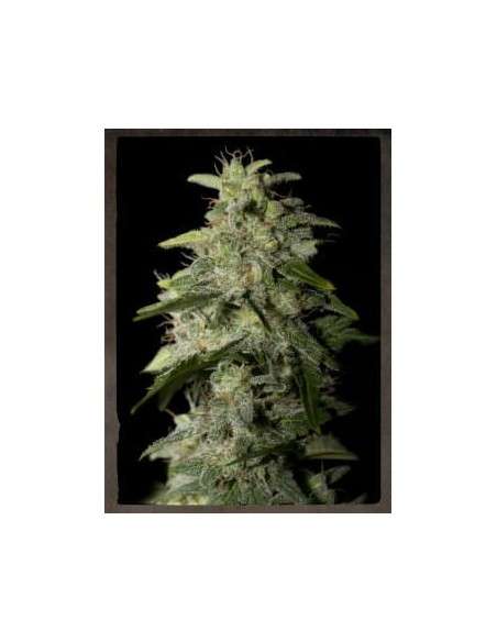 STRAIN HUNTERS - Money Maker - 1