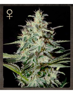 STRAIN HUNTERS - White Lemon - 1