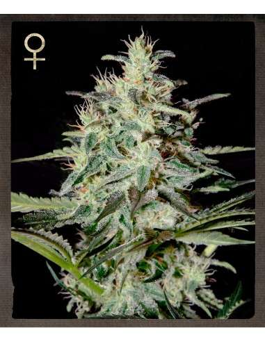 STRAIN HUNTERS - White Lemon - 1