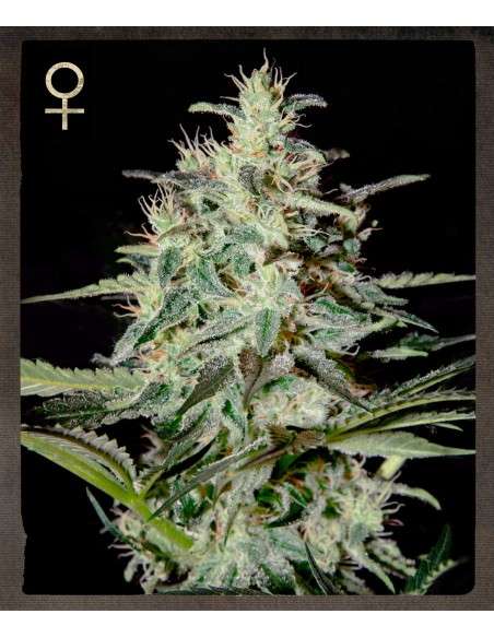 STRAIN HUNTERS - White Lemon - 1