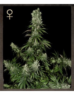 STRAIN HUNTERS - White Strawberry Skunk - 1