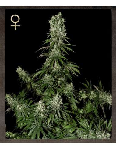 STRAIN HUNTERS - White Strawberry Skunk - 1