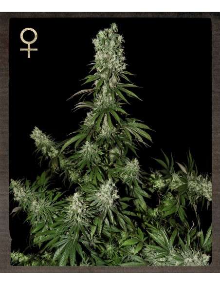 STRAIN HUNTERS - White Strawberry Skunk - 1