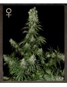 STRAIN HUNTERS - White Strawberry Skunk - 1