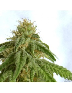KANNABIA SEED - Afrodite - 1