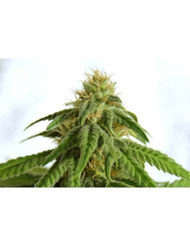 KANNABIA SEED - Afrodite - 2