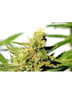 KANNABIA SEED - BCN Diesel CBD - 1