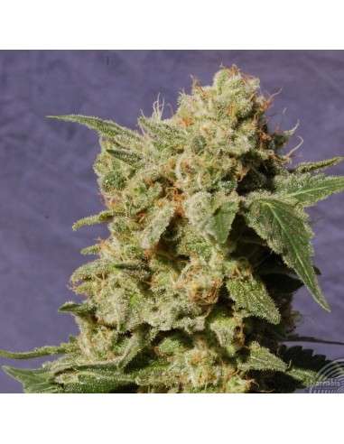 KANNABIA SEED - BCN Diesel CBD - 2