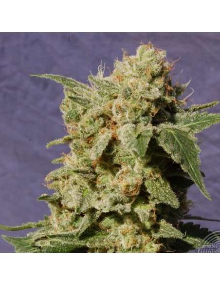 KANNABIA SEED - BCN Diesel CBD - 2