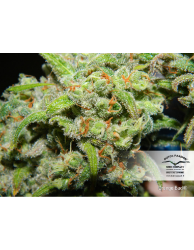 DUTCH PASSION - Orange Bud - 7